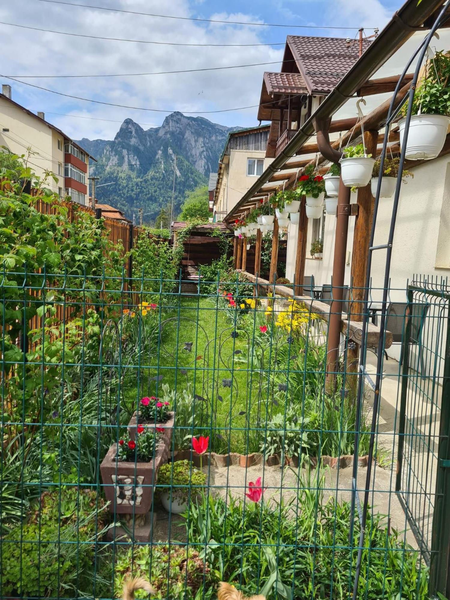 Casa Farcas Буштени Экстерьер фото
